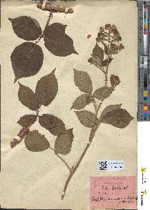 spécimen de Rubus koehleri