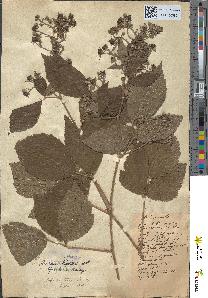spécimen de Rubus koehleri