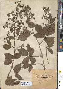 spécimen de Rubus koehleri