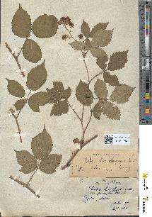spécimen de Rubus lasiothyrsus