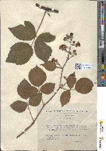 spécimen de Rubus lejeunei