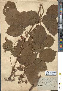 spécimen de Rubus lejeunei