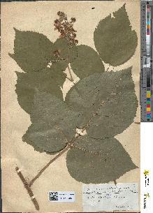 spécimen de Rubus macrophyllus