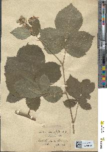 spécimen de Rubus macrophyllus