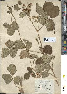 spécimen de Rubus macrostachys