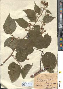spécimen de Rubus melanoxylon