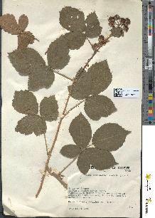 spécimen de Rubus melanoxylon