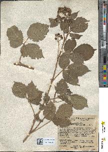 spécimen de Rubus menkei