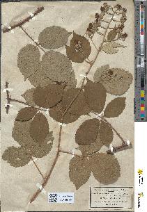 spécimen de Rubus micans