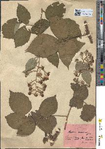 spécimen de Rubus micans