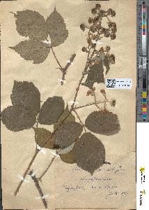 spécimen de Rubus micans