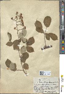spécimen de Rubus sp.
