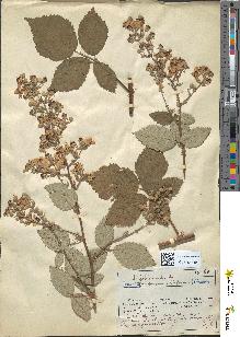 spécimen de Rubus sp.