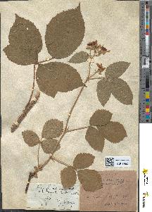 spécimen de Rubus hirtus