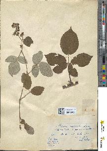 spécimen de Rubus hirtus