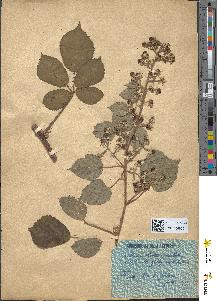 spécimen de Rubus hirtus