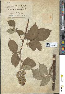 spécimen de Rubus lacertosus