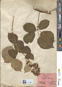 spécimen de Rubus semigranulatifrons