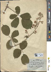 spécimen de Rubus semigranulatifrons