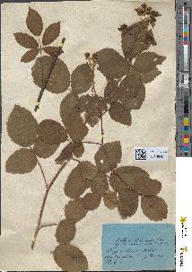 spécimen de Rubus arduennensis