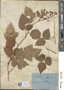 spécimen de Rubus caesius