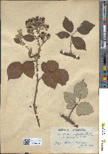 spécimen de Rubus cuspidifer