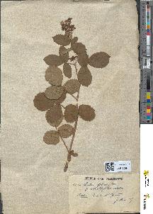 spécimen de Rubus foliosus