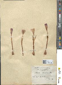 spécimen de Crocus sp.