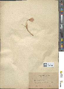spécimen de Crocus sp.