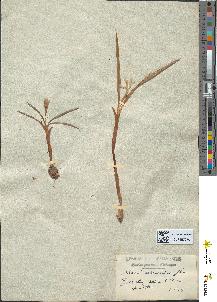 spécimen de Crocus sp.