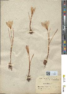 spécimen de Crocus sp.