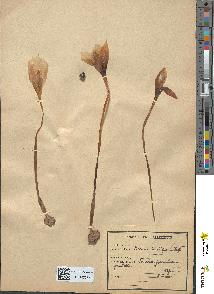 spécimen de Crocus sp.