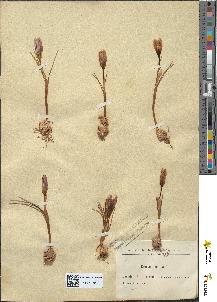 spécimen de Crocus laevigatus