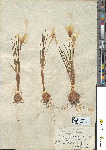 spécimen de Crocus laevigatus