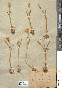 spécimen de Crocus laevigatus