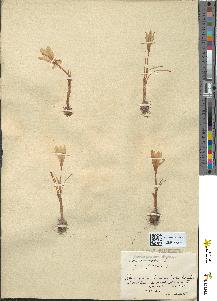 spécimen de Crocus laevigatus