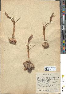 spécimen de Crocus laevigatus