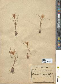 spécimen de Crocus corsicus