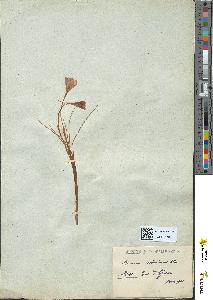 spécimen de Crocus minimus