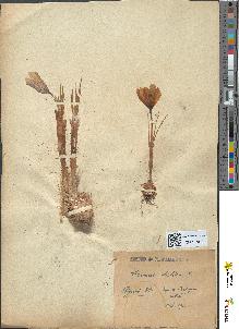 spécimen de Crocus sativus