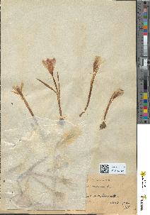 spécimen de Crocus vernus