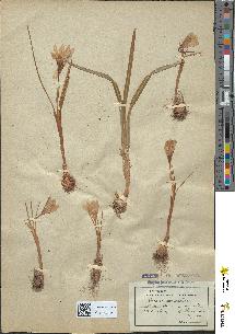 spécimen de Crocus versicolor