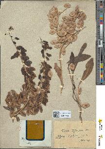 spécimen de Isatis sp.