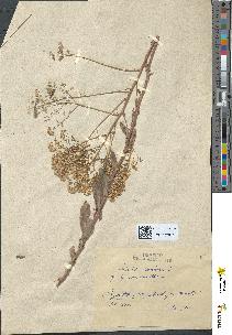 spécimen de Isatis tinctoria