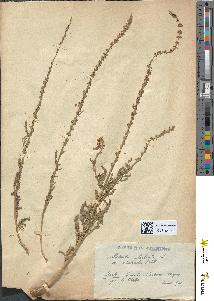 spécimen de Reseda luteola