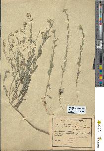 spécimen de Alyssum incanum