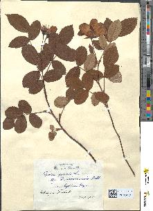 spécimen de Rosa gallica