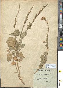spécimen de Sinapis pubescens