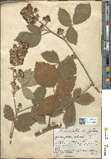 spécimen de Rubus sprengelii