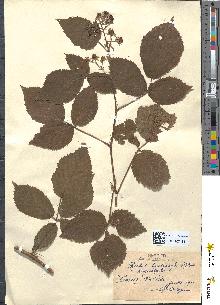 spécimen de Rubus tereticaulis